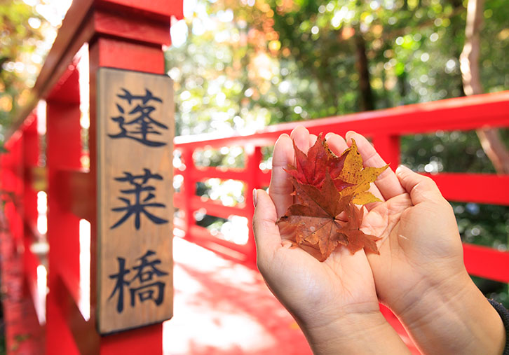 紅葉狩りの画像